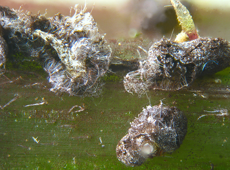 Physarum sulle Ortiche